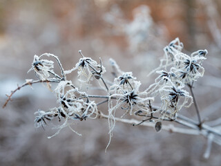 Macro of dried clementis flowers covered by white frost