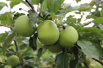 Green Apples Growing on Tree Branch