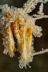 Macro of a yellow flower under frost in the cold winter