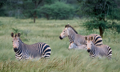 ZEBRAS IN SAVANNA