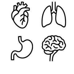 A set of organs isolated in white background