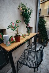 garden plant lavender with wine on greenery