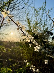 Prunus Prunus cerasus Sauerkirsche Schlehe Wilder Mandelbaum Kirschpflaume Tokio Kirsche Mandelblättrige Birne sour cherry blackthorn wild almond cherry plum Tokyo cherry almond-leaved pear Flower