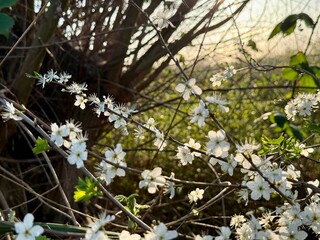 Prunus Prunus cerasus Sauerkirsche Schlehe Wilder Mandelbaum Kirschpflaume Tokio Kirsche Mandelblättrige Birne sour cherry blackthorn wild almond cherry plum Tokyo cherry almond-leaved pear Flower
