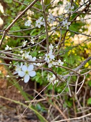 Prunus Prunus cerasus Sauerkirsche Schlehe Wilder Mandelbaum Kirschpflaume Tokio Kirsche Mandelblättrige Birne sour cherry blackthorn wild almond cherry plum Tokyo cherry almond-leaved pear Flower