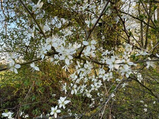 Prunus Prunus cerasus Sauerkirsche Schlehe Wilder Mandelbaum Kirschpflaume Tokio Kirsche Mandelblättrige Birne sour cherry blackthorn wild almond cherry plum Tokyo cherry almond-leaved pear Flower