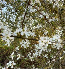 Prunus Prunus cerasus Sauerkirsche Schlehe Wilder Mandelbaum Kirschpflaume Tokio Kirsche Mandelblättrige Birne sour cherry blackthorn wild almond cherry plum Tokyo cherry almond-leaved pear Flower