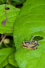 A pair of Green-Legged Grasshoppers mating on green plant in the spring.