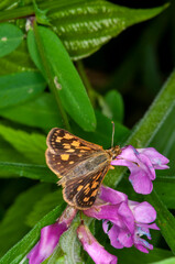 Artic Skipper on Vetch plant.