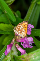 Artic Skipper on Vetch plant.