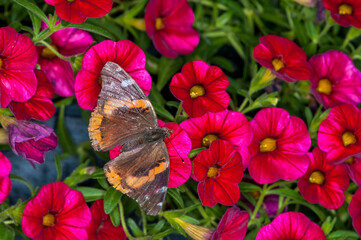  Red Admiral butterfly, on Petunia flower.