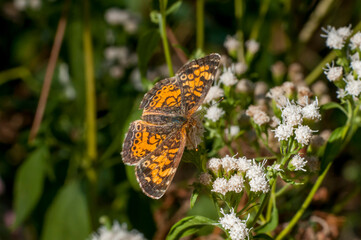 Pearl Cresent butterfly in the forest.