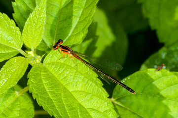 Top view of an Immature Eastern Forktail