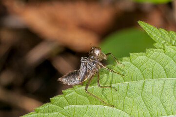 Empty dragonfly larva omission husk attached to plant leaf near a pond