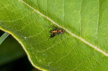 long-legged fly, Condylostylus patibulatus resting on green leaf