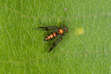long-legged fly, Condylostylus patibulatus resting on green leaf