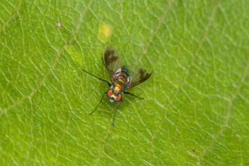long-legged fly, Condylostylus patibulatus resting on green leaf