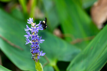American Bumble Bee feeding on Pickerel Weed in Florida