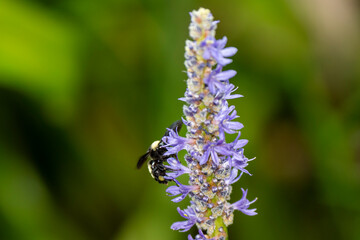 American Bumble Bee feeding on Pickerel Weed in Florida