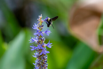 American Bumble Bee feeding on Pickerel Weed in Florida