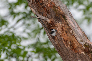 Black-capped Chickadee building new nest in an old decayed tree