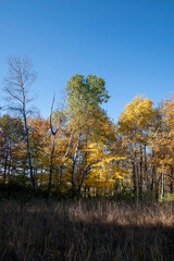 Crisp yellows stand out against a blue sky in the Minnesota nature center.