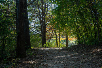 A path through the forest with golden yellow light at the end in Minnesota