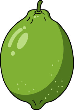 Vector Illustration of Green lemon or Lime Fruit &ndash; Lemon, Citrus Aurantiifolia, Key Lime, Mexican Lime, Acid Lime &ndash; Tropical Citrus Clipart