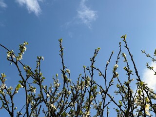 Prunus Prunus cerasus Sauerkirsche Schlehe Wilder Mandelbaum Kirschpflaume Tokio Kirsche Mandelblättrige Birne sour cherry blackthorn wild almond cherry plum Tokyo cherry almond-leaved pear Flower