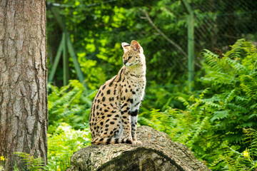 Serval Leptailurus serval African wild cat