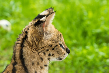 Serval Leptailurus serval African wild cat