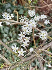 Prunus Prunus cerasus Sauerkirsche Schlehe Wilder Mandelbaum Kirschpflaume Tokio Kirsche Mandelblättrige Birne sour cherry blackthorn wild almond cherry plum Tokyo cherry almond-leaved pear Flower