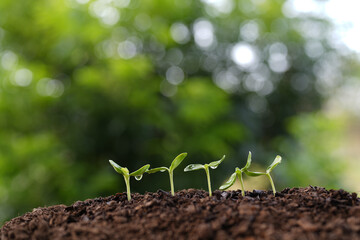 small sunflowers sprout line up with bokeh background