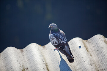 A dove looks at the camera