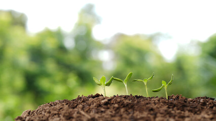 macro shot of small sprouts line up
