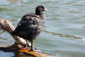 Coot, or bald patch (Latin Fulica atra)