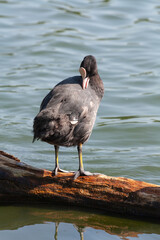 Coot, or bald patch (Latin Fulica atra)