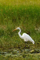 white heron