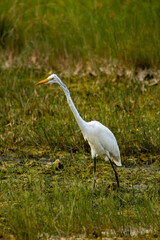 great white heron
