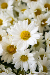 bouquet of white flowers