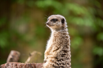 Slender tailed Meerkat close up