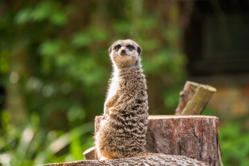 Slender tailed Meerkat close up