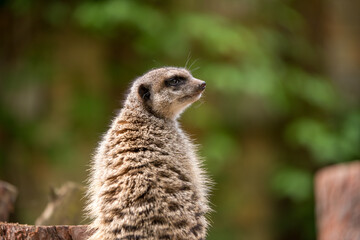 Slender tailed Meerkat close up