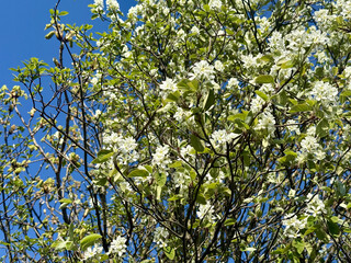 Prunus Prunus cerasus Sauerkirsche Schlehe Wilder Mandelbaum Kirschpflaume Tokio Kirsche Mandelblättrige Birne sour cherry blackthorn wild almond cherry plum Tokyo cherry almond-leaved pear Flower