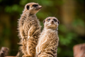 Slender tailed Meerkat close up