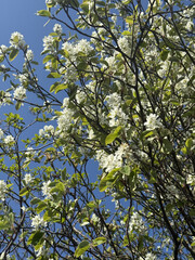 Fototapeta premium Prunus Prunus cerasus Sauerkirsche Schlehe Wilder Mandelbaum Kirschpflaume Tokio Kirsche Mandelblättrige Birne sour cherry blackthorn wild almond cherry plum Tokyo cherry almond-leaved pear Flower