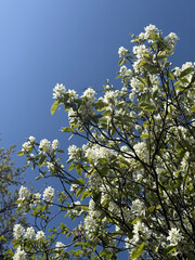 Prunus Prunus cerasus Sauerkirsche Schlehe Wilder Mandelbaum Kirschpflaume Tokio Kirsche Mandelblättrige Birne sour cherry blackthorn wild almond cherry plum Tokyo cherry almond-leaved pear Flower