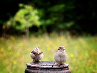 Two sparrows in a garden