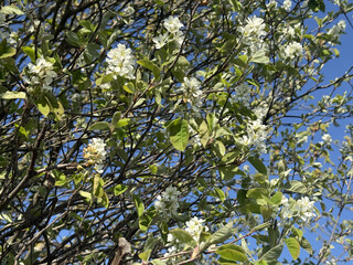 Prunus Prunus cerasus Sauerkirsche Schlehe Wilder Mandelbaum Kirschpflaume Tokio Kirsche...