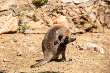 Wild kangaroo standing in the field. Kangaroo in natural habitat. Strong kangaroo in open landscape.
